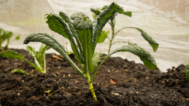 A green plant growing out of soil