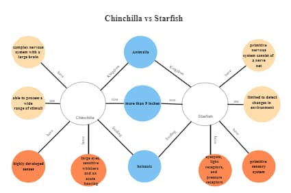 Chinchilla VS Starfish Bubble Map