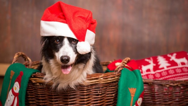 Cachorro com gorro de Natal - Foto: Canva