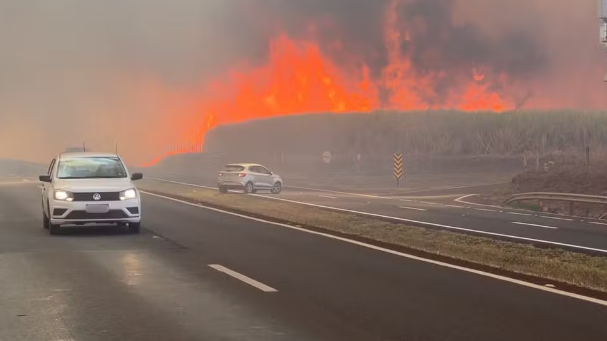 Você sabe quais os impactos das queimadas nas lavouras de cana-de-açúcar?