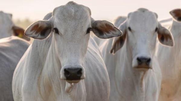 Tecnologia foi testada no modelo silvipastoril, mas sua versatilidade permite a adaptação para outras pastagens e até sistemas semifechados (Foto: Freepik) - Foto: Divulgação