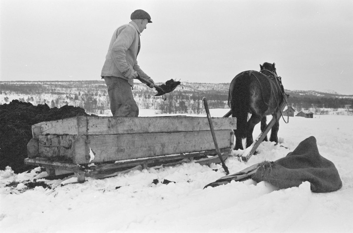 Møkkakjøring med hest og slede på Røros.