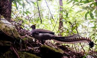 The Amazing Sounds of the Lyrebird