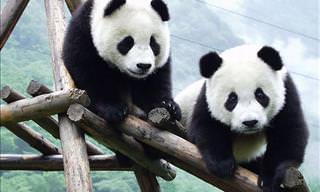 Welcome to the Sichuan Panda Reserve!