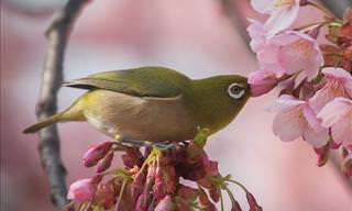 Stunning Nature in Japan