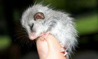 Adorable Pictures of Australia's Wildlife.