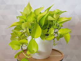 This beautiful variety has large, upright growth and offers bright, shiny green leaves that turn deep chartreuse with age. Is The Neon Pothos The Ideal Plant For You Cape Gazette