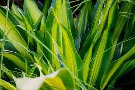 Then, as summer enters, the leaves turn a golden hue before finally changing to orange and red in the fall. 10 Beautiful Striped Houseplants Urban Garden Gal