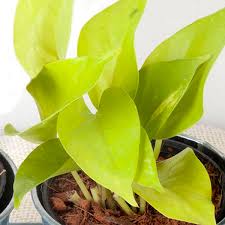 This beautiful variety has large, upright growth and offers bright, shiny green leaves that turn deep chartreuse with age. Pothos Neon Epipremnum Pinnatum My Garden Life