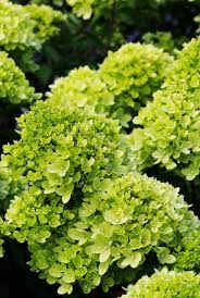 Full sun to part shade The 10 Best Evergreen Shrubs Flowering Shrubs To Plant