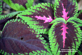 This beautiful shrub is sure to brighten up any landscape! 10 Best Plants For Colorful Shade Gardens