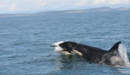 a whale with a fish in its mouth in the ocean