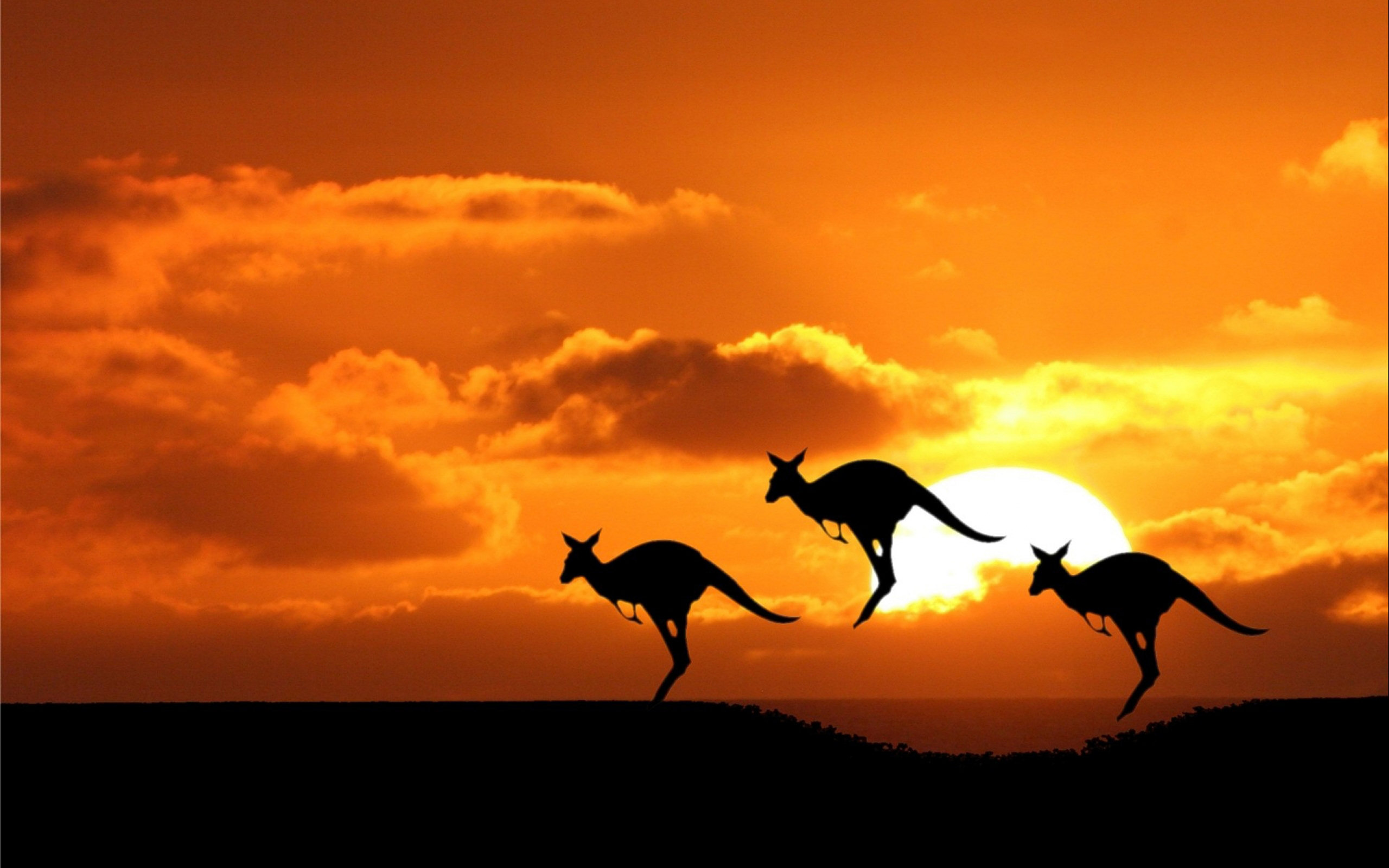 Kangaroo Wallpaper; Kangaroo Wallpaper ...