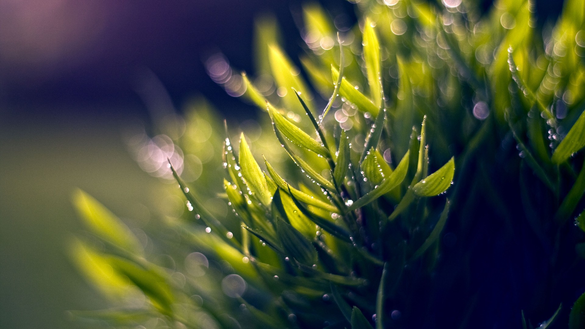 Cool Nature Macro Wallpaper; Free Nature Macro Wallpaper ...