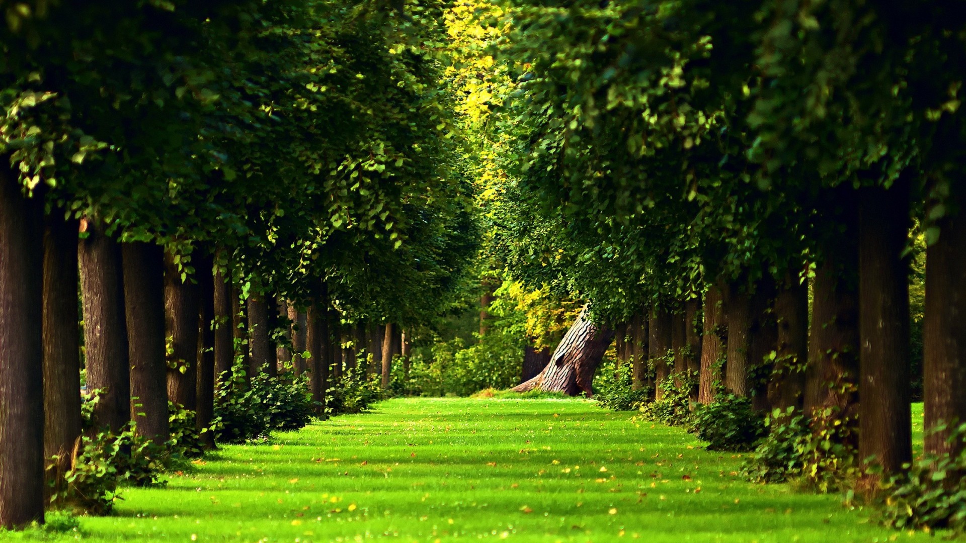 Nature path trees wallpaper