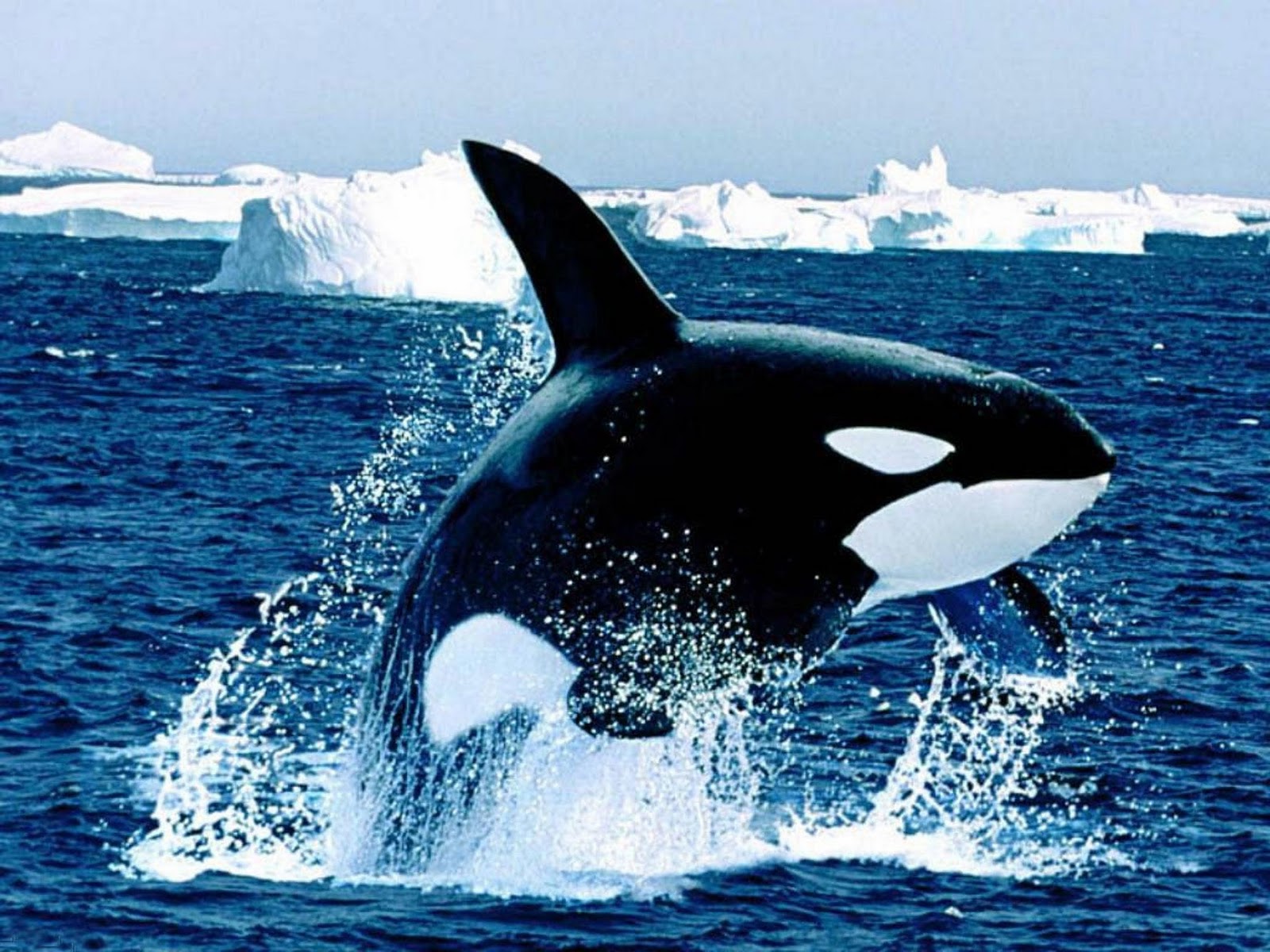 Killer Whales