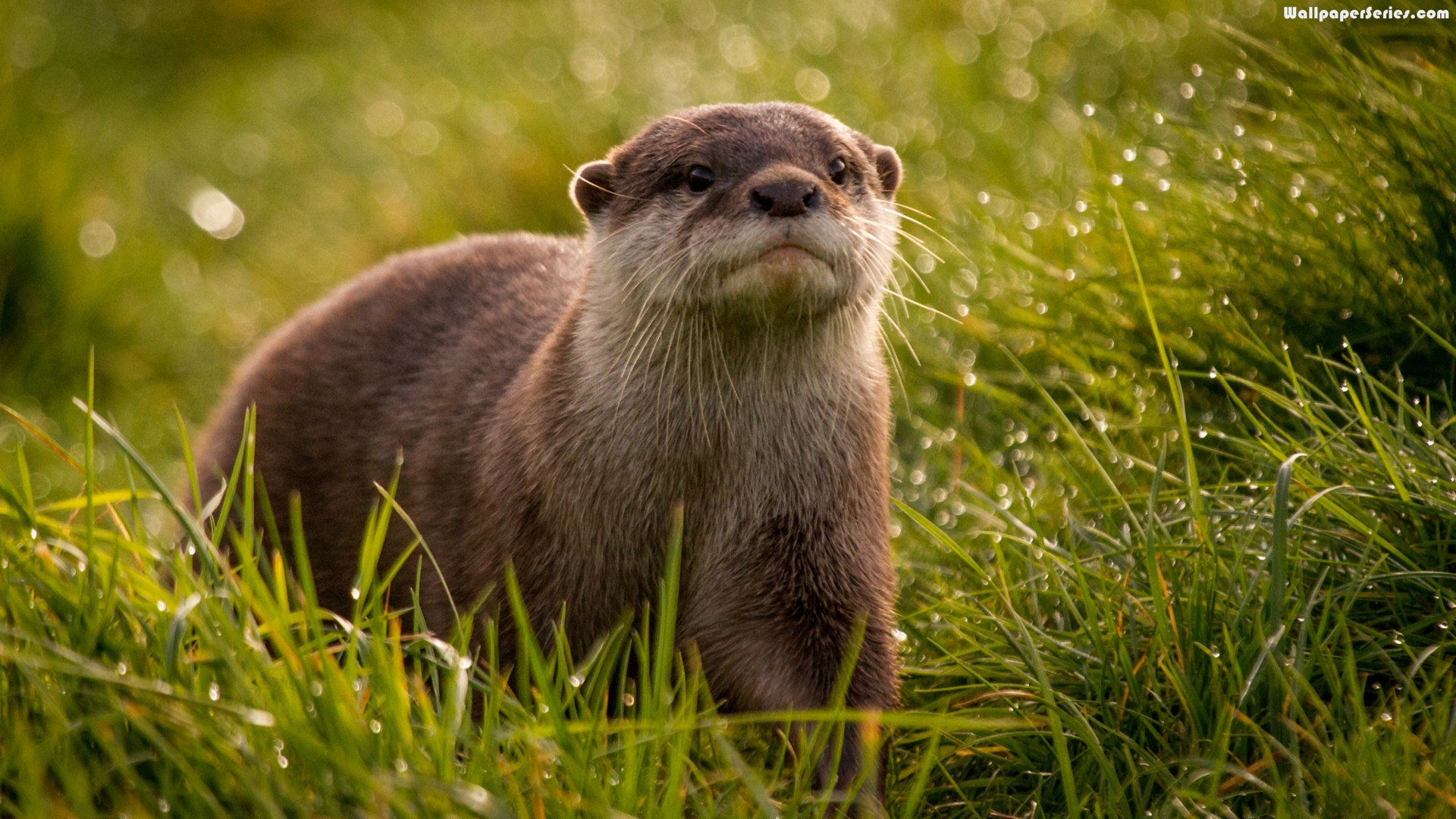 1920x1080, Beautiful, Otter, Animals, Wallpaper