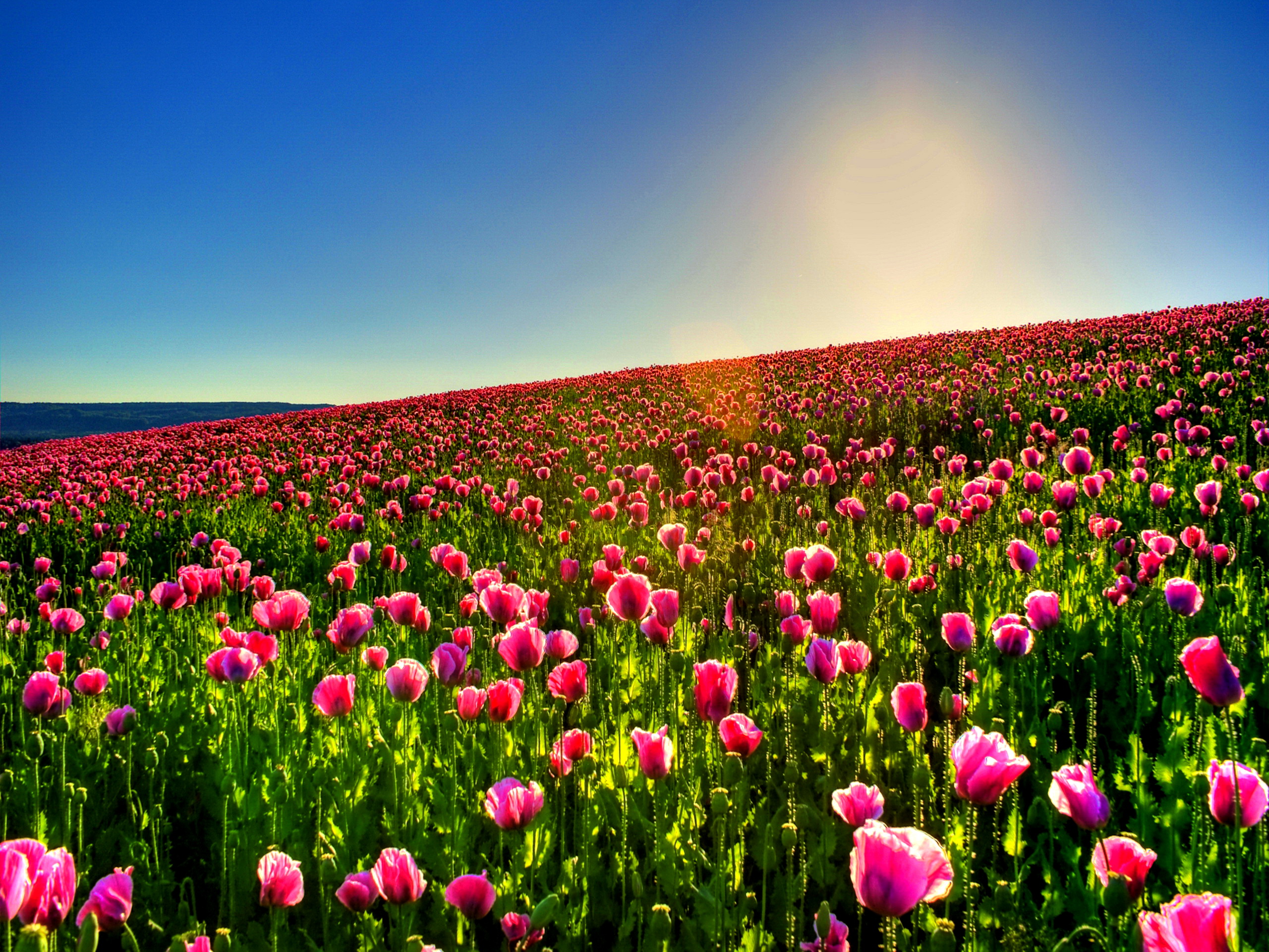 Lovely Tulip Field Wallpaper