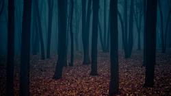 Wallpaper Dark Forest Wallpaper: Wallpapers for Gt Dark Forest Wallpaper 1920x1080px