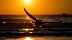 ... Flying Birds HD Wallpapers bird 7 bird 8 bird 9 ...