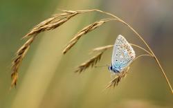 Butterfly Grass Nature Summer