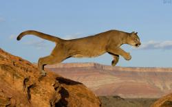 Mountain Lion Jump Wallpaper Wallpapers Best Desktop 1920x1200px