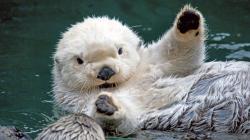 Sea Otter Desktop HD Wallpapers-2