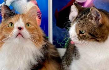 Monty y Molly, dos gatos que comparten una particularidad genética