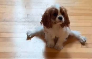 Un perro en una pose inusual y otros videos graciosos