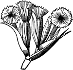 "Fascicles.--When leaves or flowers grow more than two together they are said to be fasciculated, or in fascicles." -Newman, 1850