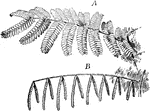 "A leaf of Acacia. A, as seen by day; B, the same leaf asleep at night." -Bergen, 1896