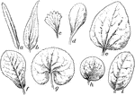 "General outline of leaves. a, linear; b, lanceolate; c, wedge-shaped; d, spatulate; e, ovate; f, obovate; g, kidney-shaped; h, orbicular; i, elliptical." -Bergen, 1896