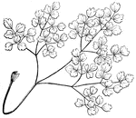 This is an example of a decompound leaf structure, meaning it is divided three or four times.