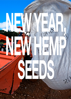 Afends Europe NEW YEAR NEW HEMP SEEDS