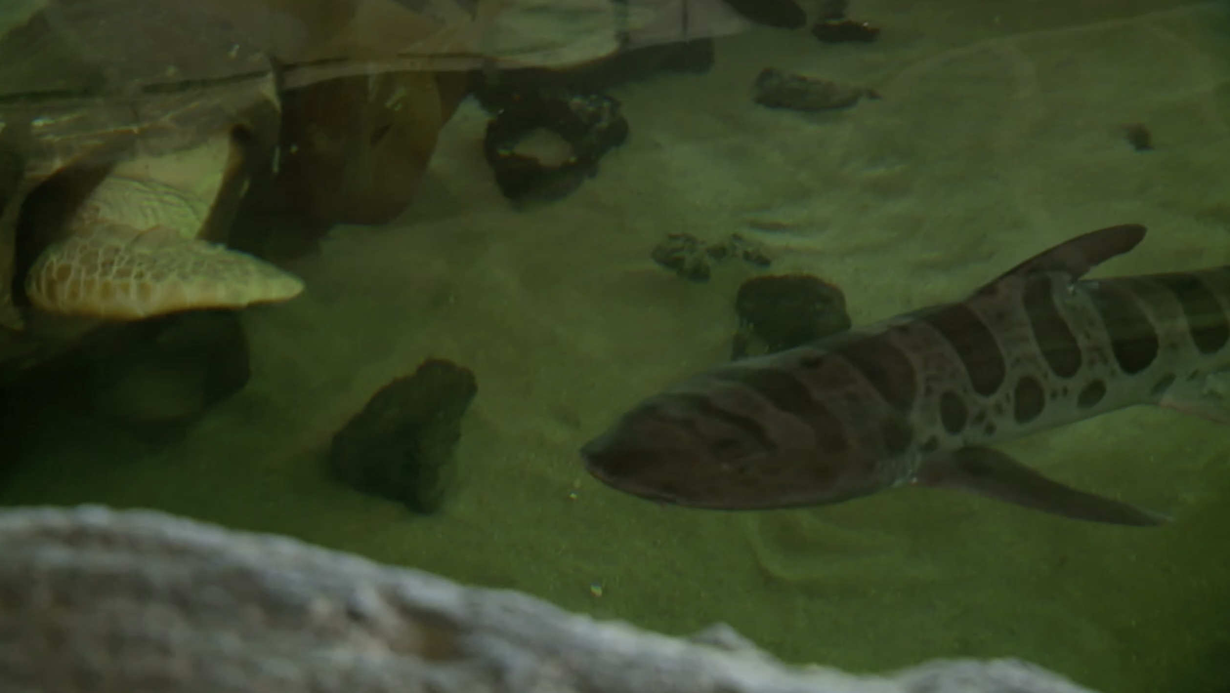 Sharks and rays discovery center