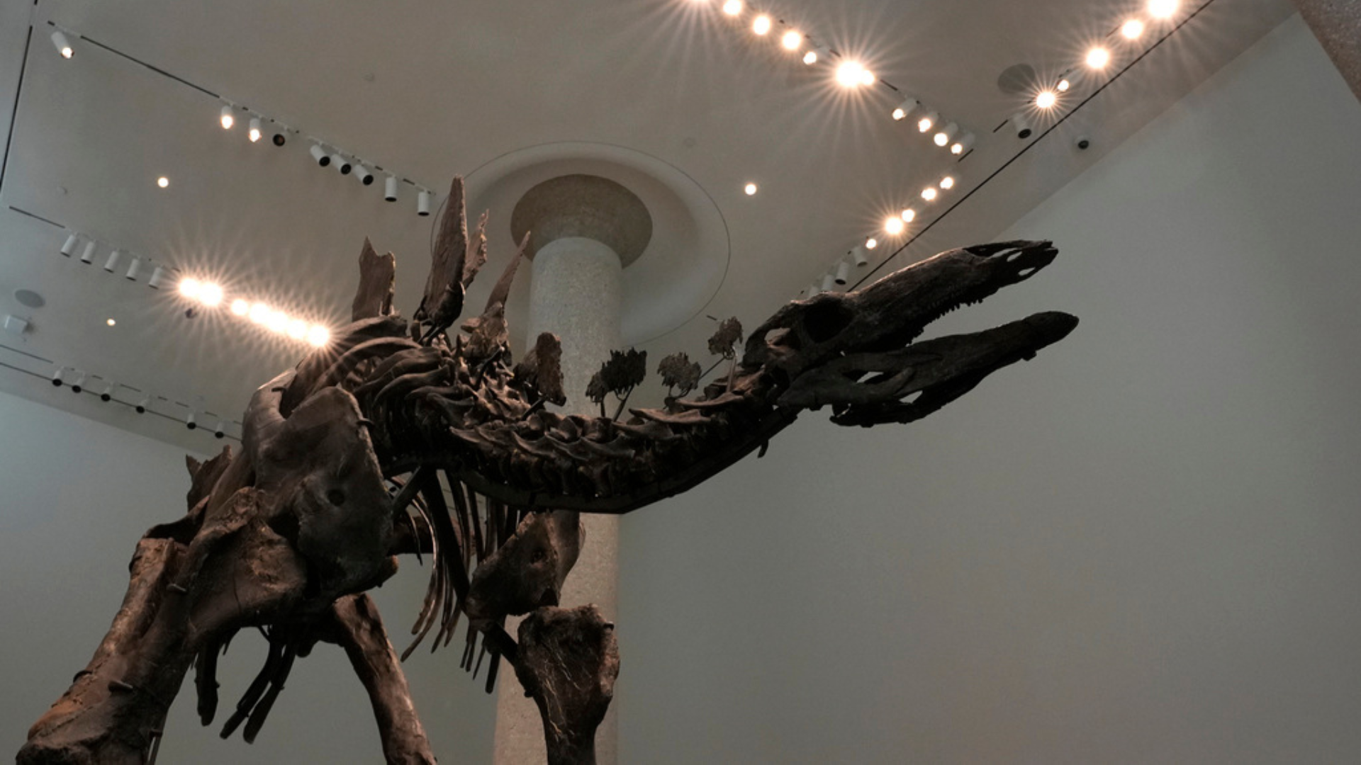 Part of a stegosaurus skeleton is displayed at Sotheby's New York