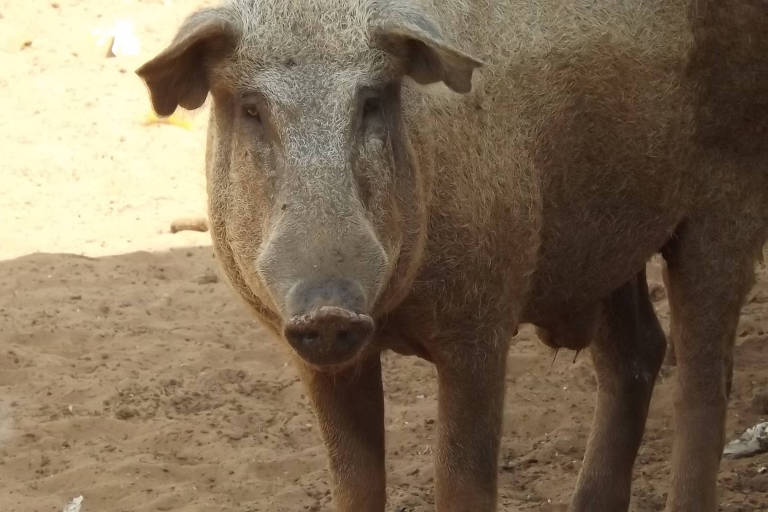 Invasão de javaporcos e javalis em reservas de SP leva governo a contratar captura e abate