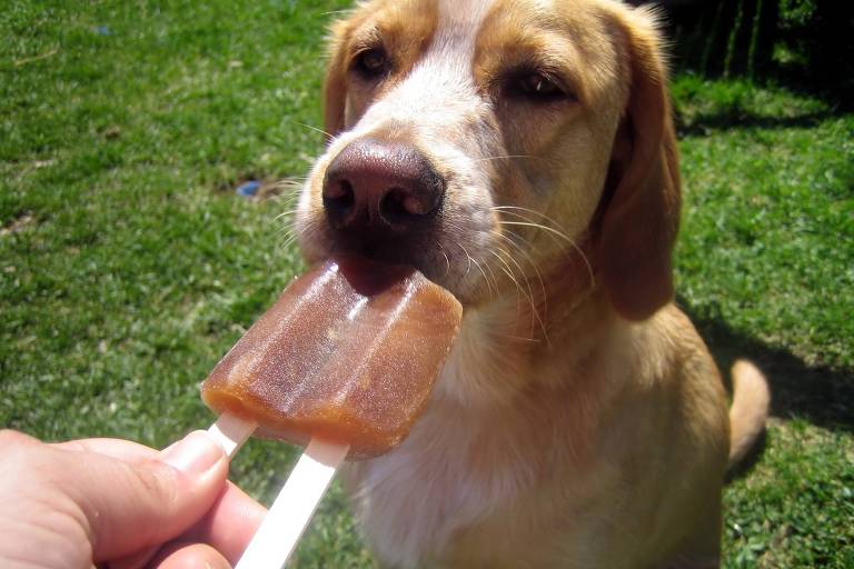 Aprenda a preparar sorvetes para refrescar o pet nos dias quentes