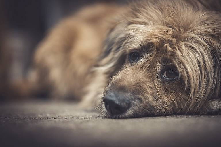 Lei que proíbe venda de animais em pet shops e sites é aprovada na Alesp