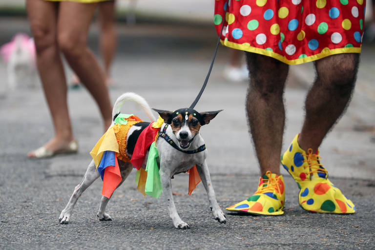 O que saber antes de curtir o Carnaval com o pet