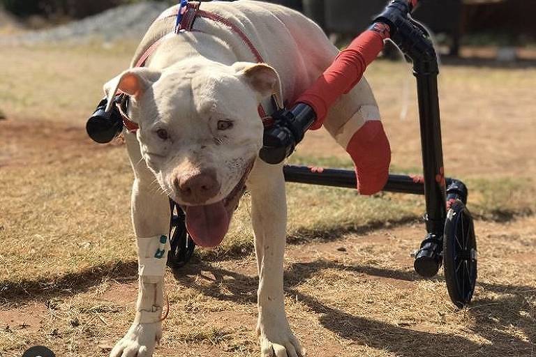 Morre Sansão, cachorro que inspirou lei contra maus-tratos