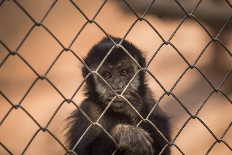 Entenda por que ter um macaco-prego de estimação talvez não seja uma boa ideia