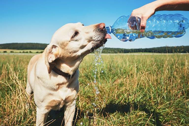 Saiba como proteger a saúde do pet em períodos de seca e fumaça