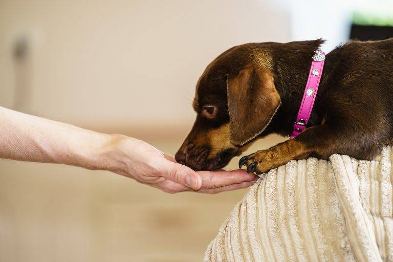 BRF Pet chega ao segmento de nutrição com linha de suplementos para cães e gatos