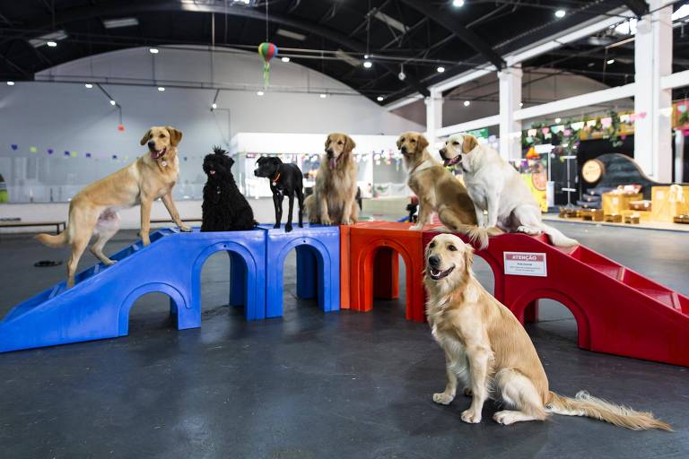 Leitores apontam responsabilidades de donos de cachorros na hora de passear na rua