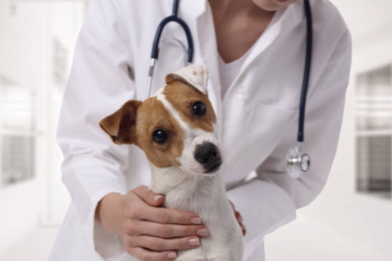 Cães e gatos podem ser doadores de sangue; saiba requisitos