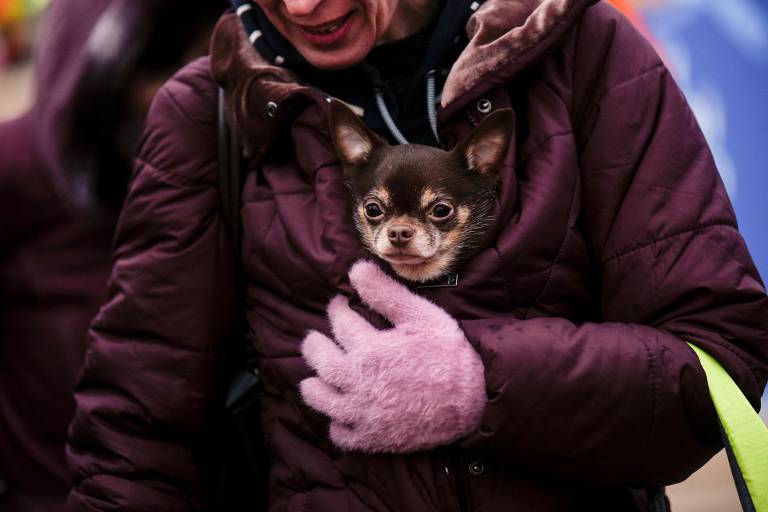 Os pets sob a guerra na Ucrânia