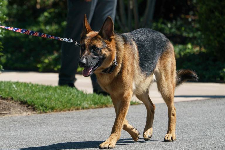 Cachorro de Biden morde outro agente secreto nos EUA