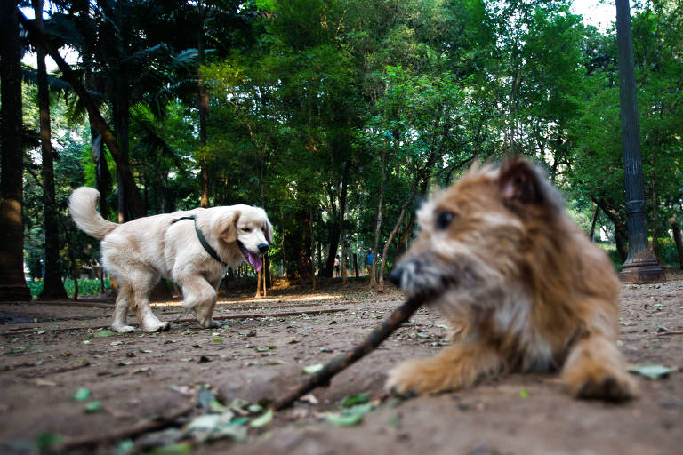 Saiba cuidados ao levar o pet a parques, cachorródromos e creches