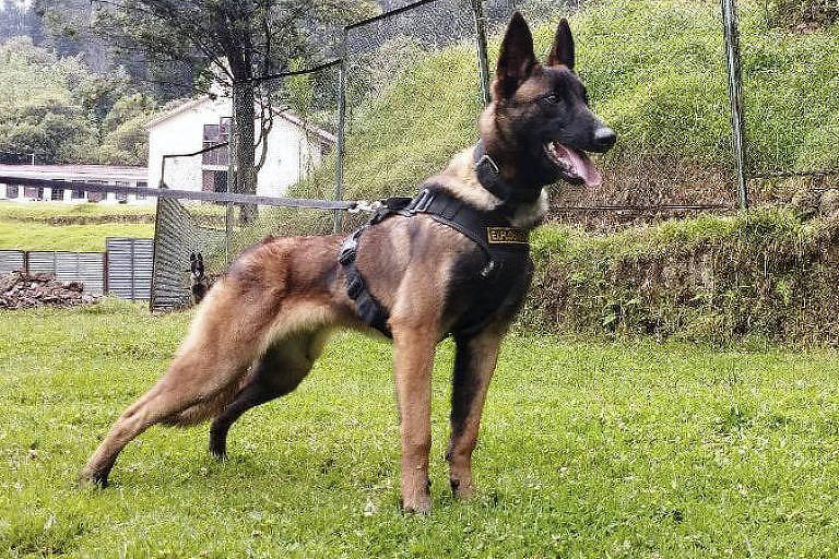 Exército colombiano diz ser improvável achar cachorro Wilson e fala em construir monumento